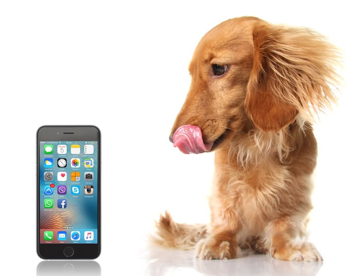 Let the Dog Eat Your Cell Phone…